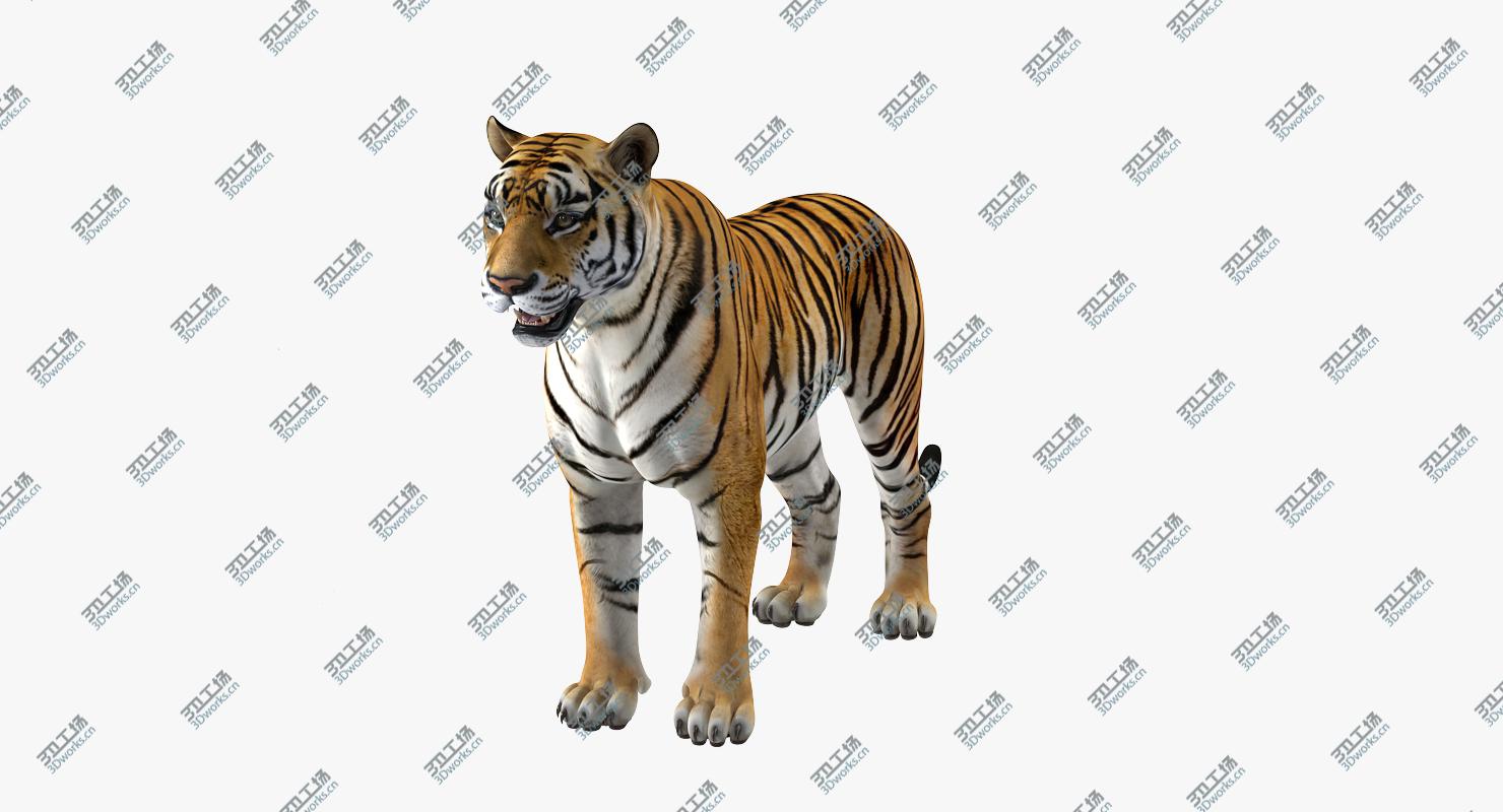 images/goods_img/202104092/3D Tiger Rigged for Cinema 4D/3.jpg